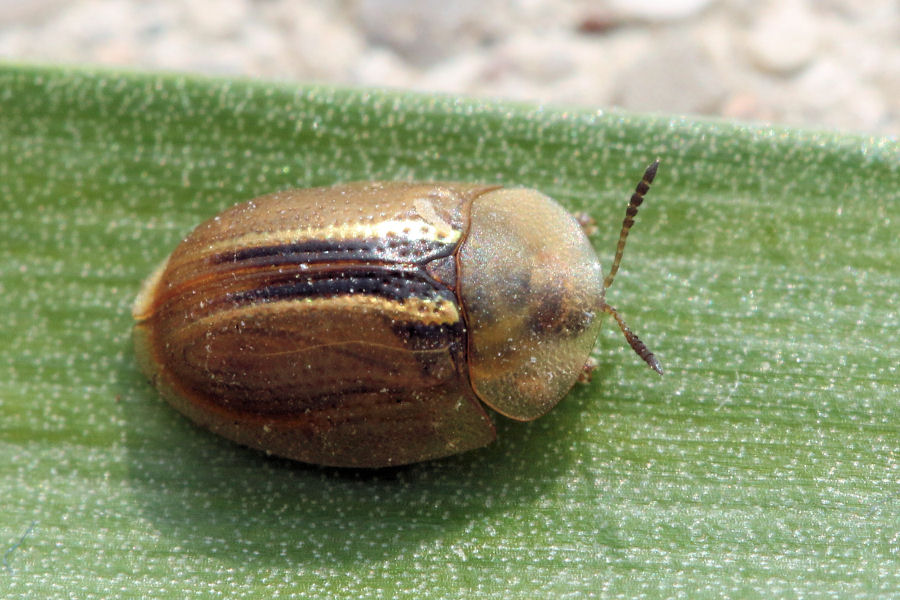 Chrysomelidae: Cassida nobilis (confermata)