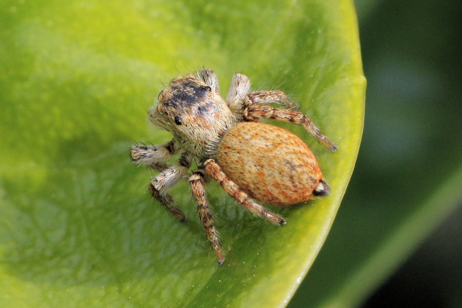 Carrhotus xanthogramma, femmina -   Castel Maggiore (BO)