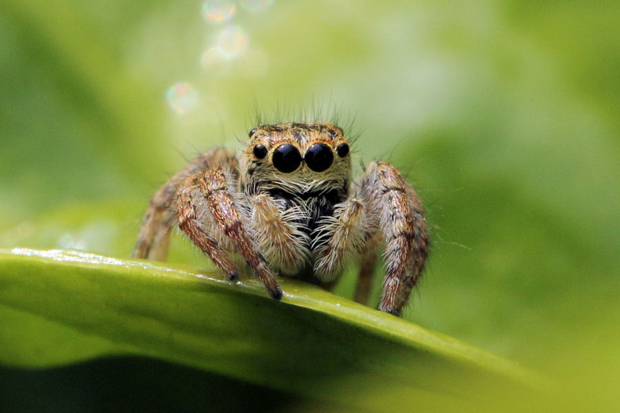 Carrhotus xanthogramma, femmina -   Castel Maggiore (BO)