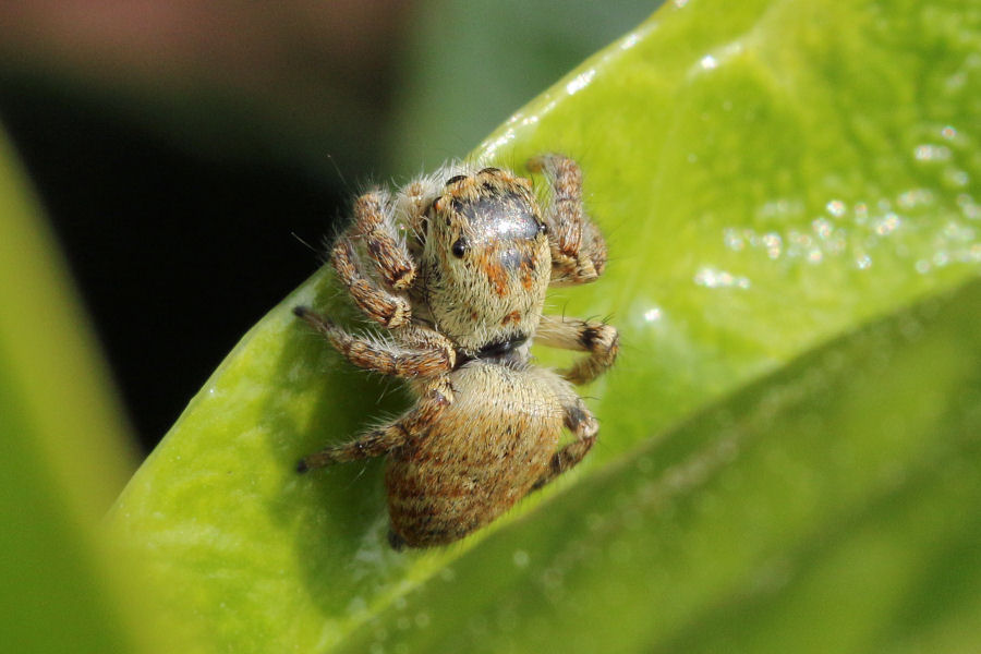 Carrhotus xanthogramma, femmina -   Castel Maggiore (BO)