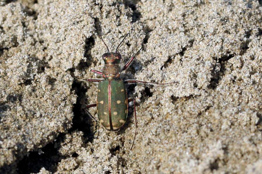 Calomera littoralis nemoralis