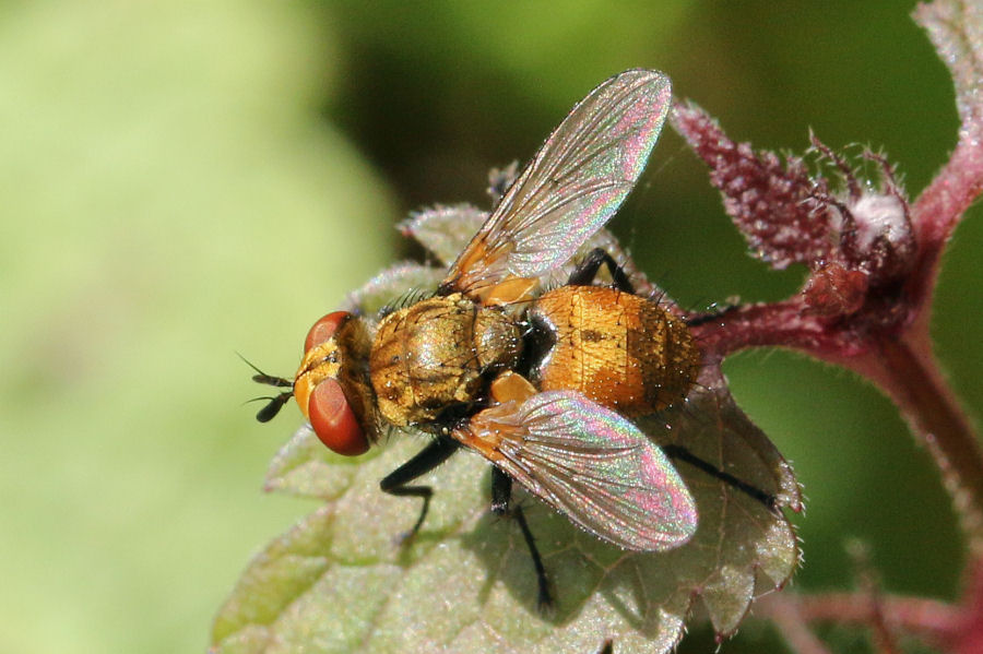 Tachinidae ? S, Eliozeta sp.