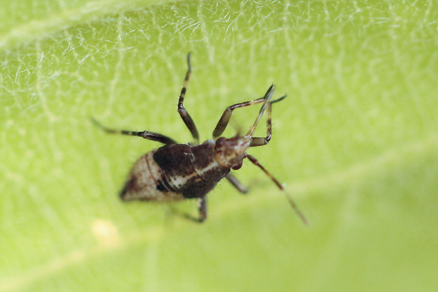 Miridae: Deraeocoris flavilinea dalla neanide all''adulto