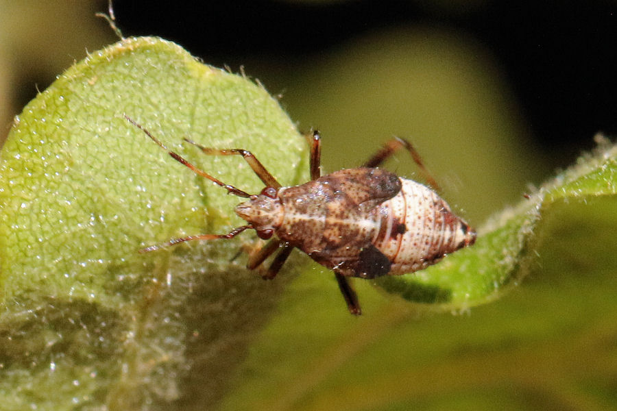 Miridae: Deraeocoris flavilinea dalla neanide all''adulto