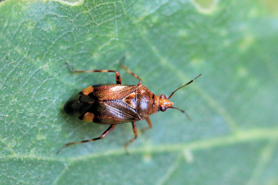 Miridae: Deraeocoris flavilinea dalla neanide all''adulto