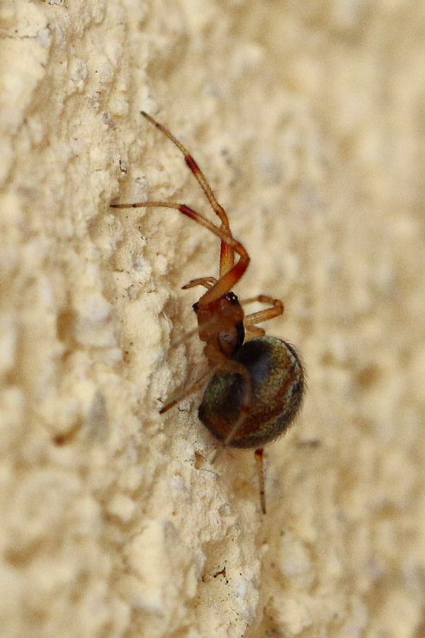 Thieridiidae: Anelosimus vittatus?