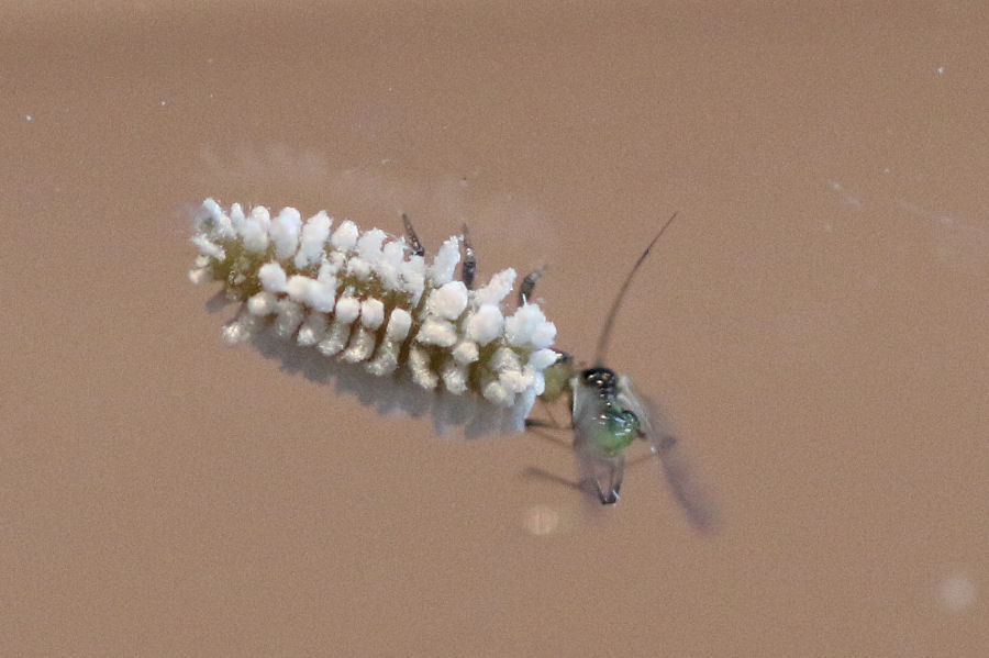 Coccinellidae: Cryptolaemus montrouzeri? No, Scymnus sp.