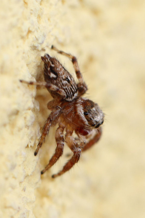 Salticidae: Hasarius adansonii? No, Evarcha jucunda - Castel Maggiore (BO)