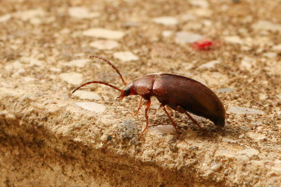 Meloidae? No, Tenebrionidae Alleculinae: Isomira sp.