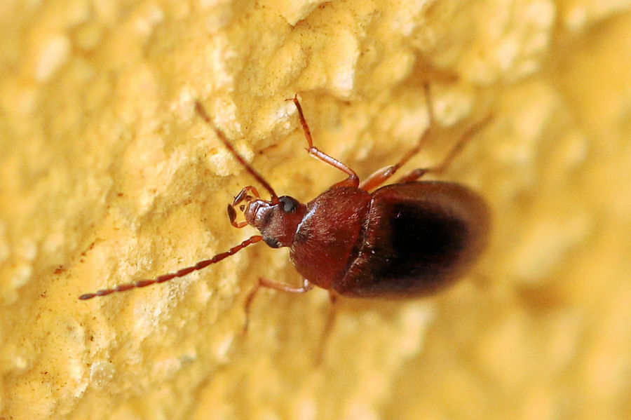 Meloidae? No, Tenebrionidae Alleculinae: Isomira sp.