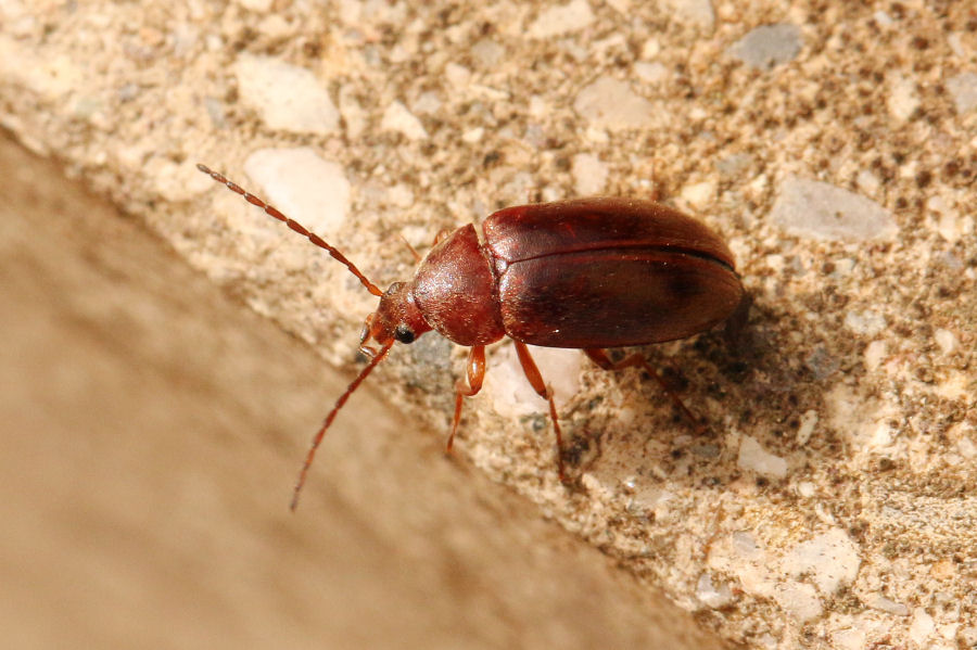 Meloidae? No, Tenebrionidae Alleculinae: Isomira sp.