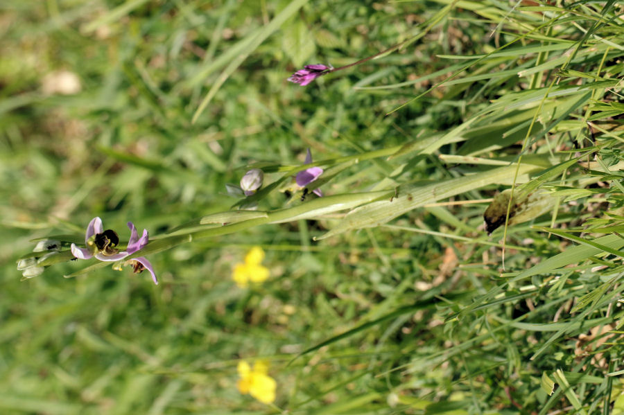 Ophrys apifera?