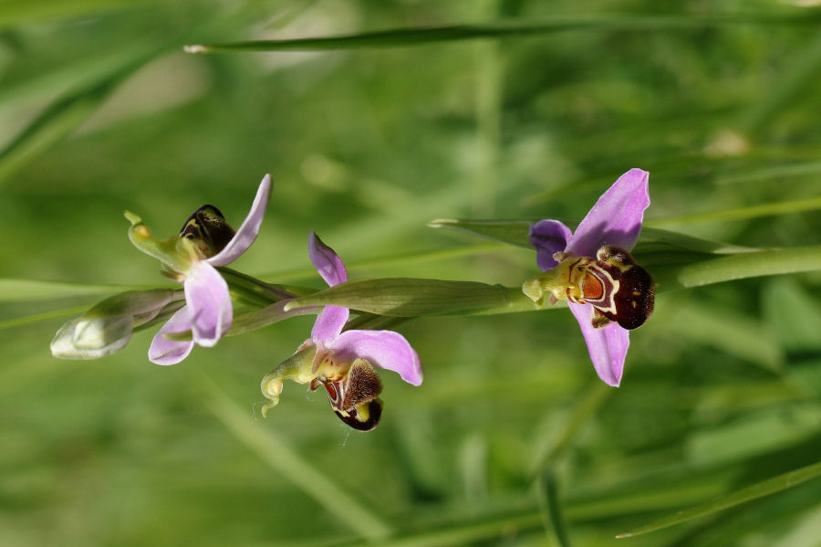 Ophrys apifera?