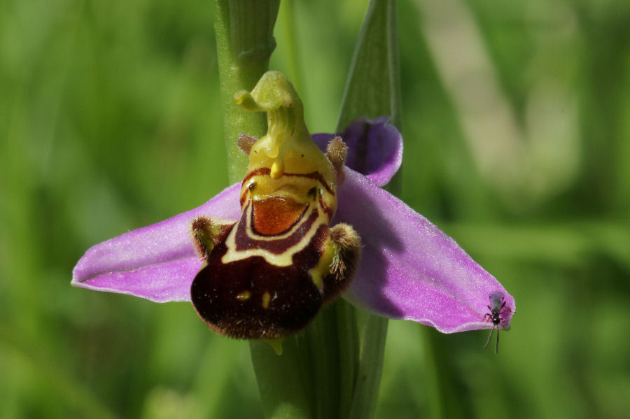 Ophrys apifera?