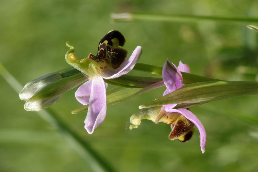 Ophrys apifera?