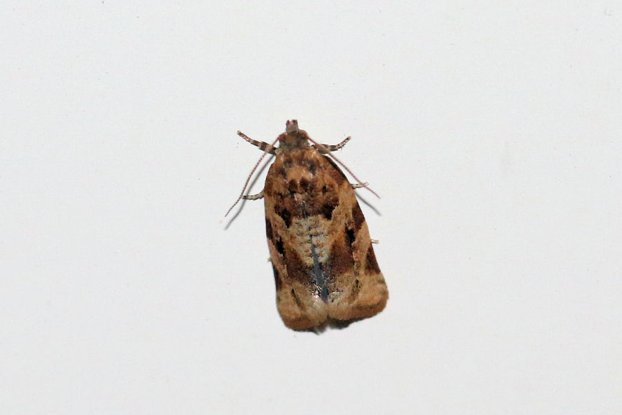 Tortricidae: Argyrotaenia ljungiana