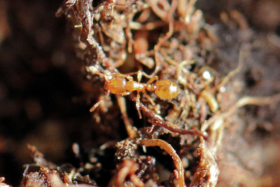 Nido di formiche minuscole: Solenopsis fugax