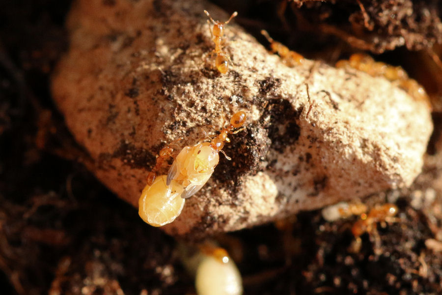 Nido di formiche minuscole: Solenopsis fugax
