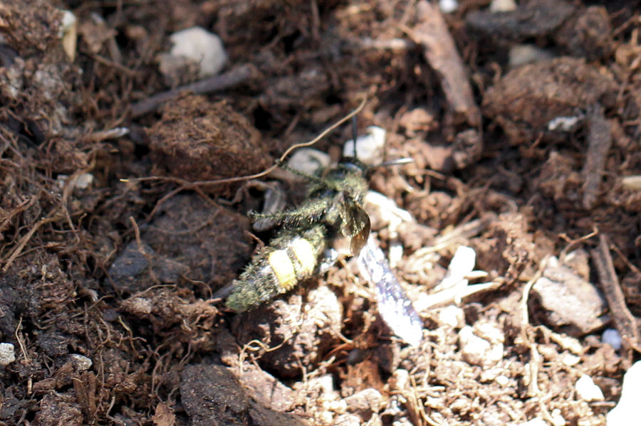 Scoliidae: Scolia hirta? Scolia cfr. hirta