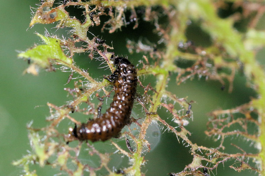 Chrysomelidae: larve di Altica brevicollis? Di Altica cfr. brevicollis