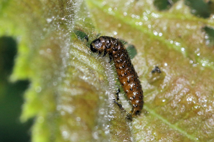 Chrysomelidae: larve di Altica brevicollis? Di Altica cfr. brevicollis