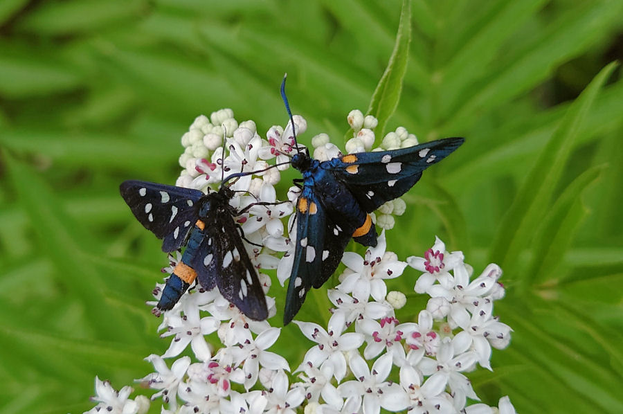 Amata phegea e Zygaena ephialtes a confronto