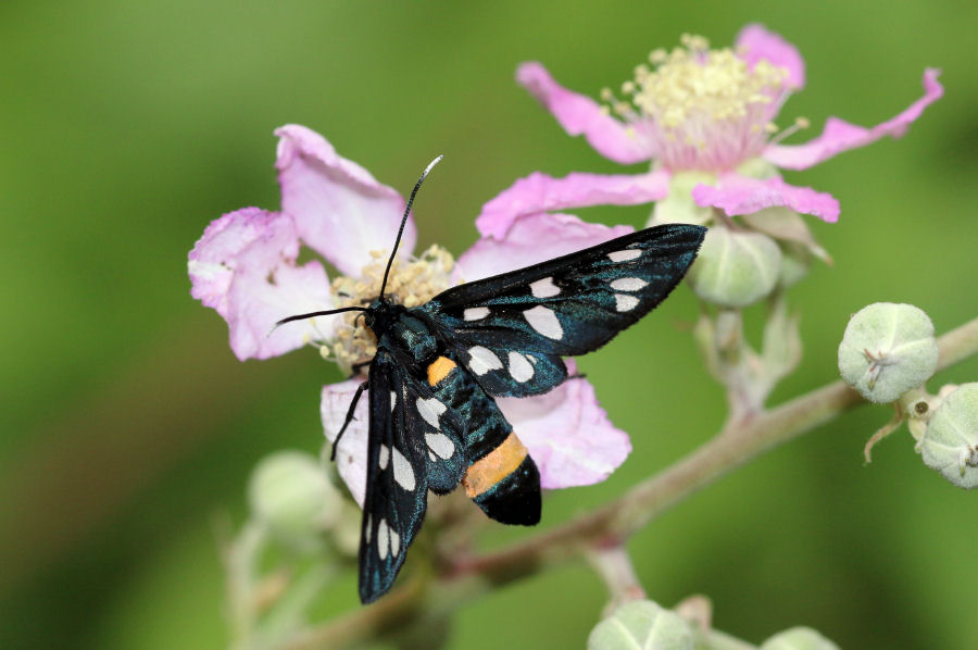 Amata phegea e Zygaena ephialtes a confronto