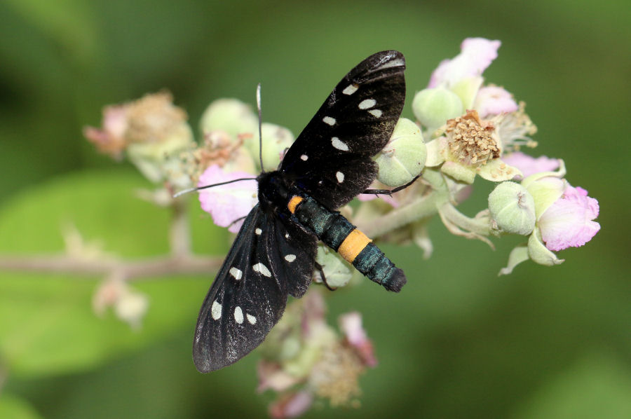 Amata phegea e Zygaena ephialtes a confronto