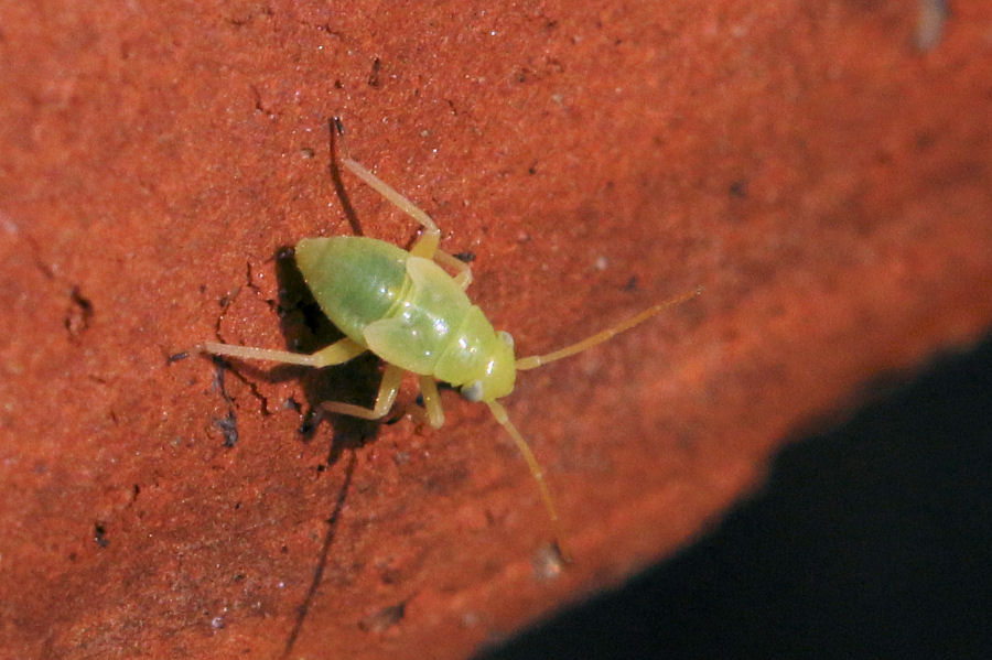 Miridae: Orthops kalmii