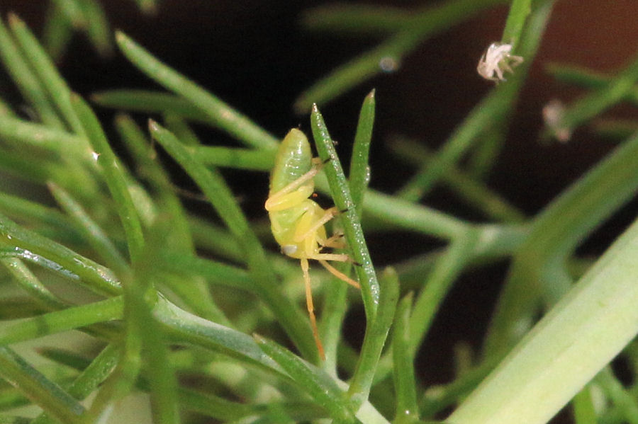 Miridae: Orthops kalmii