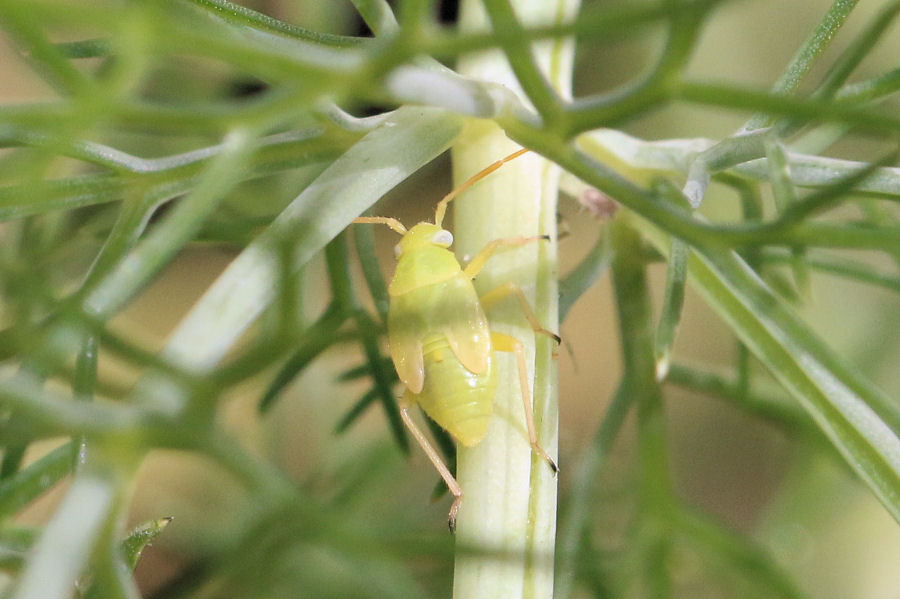 Miridae: Orthops kalmii