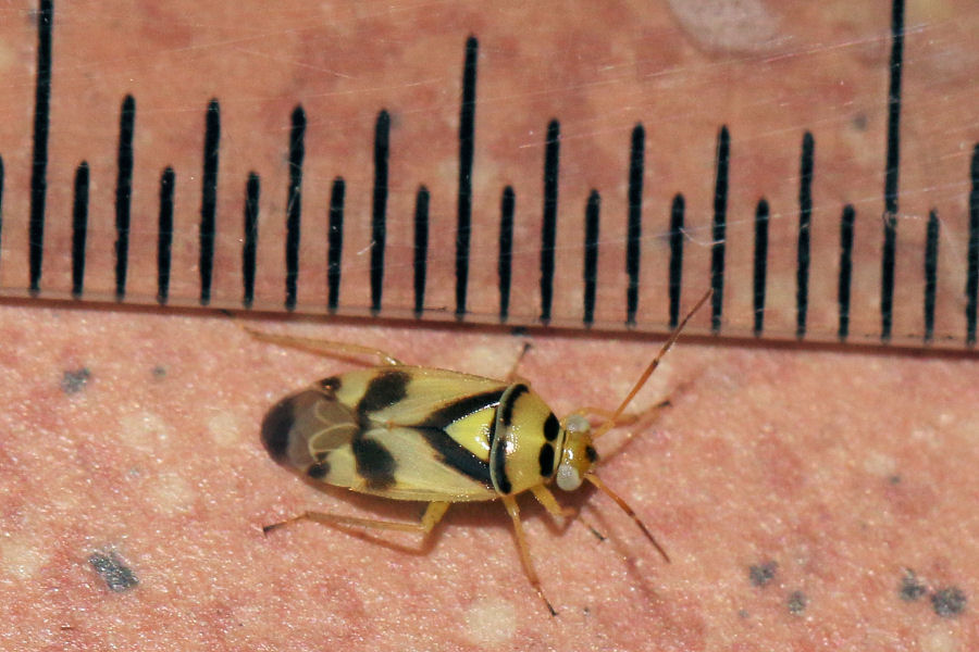 Miridae: Orthops kalmii