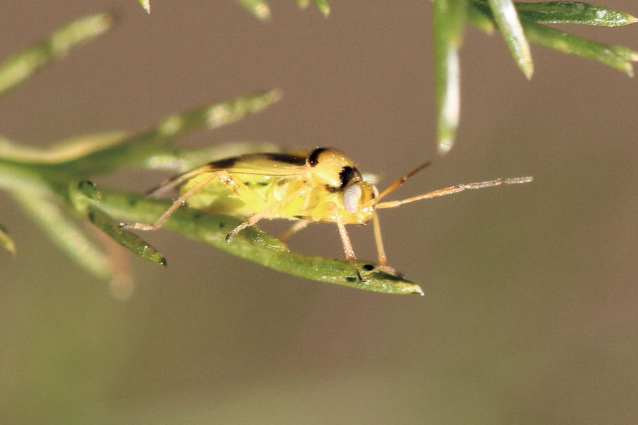 Miridae: Orthops kalmii