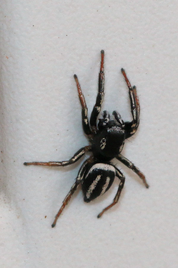 Salticidae: Heliophanus melinus, maschio - Castel Maggiore (BO)