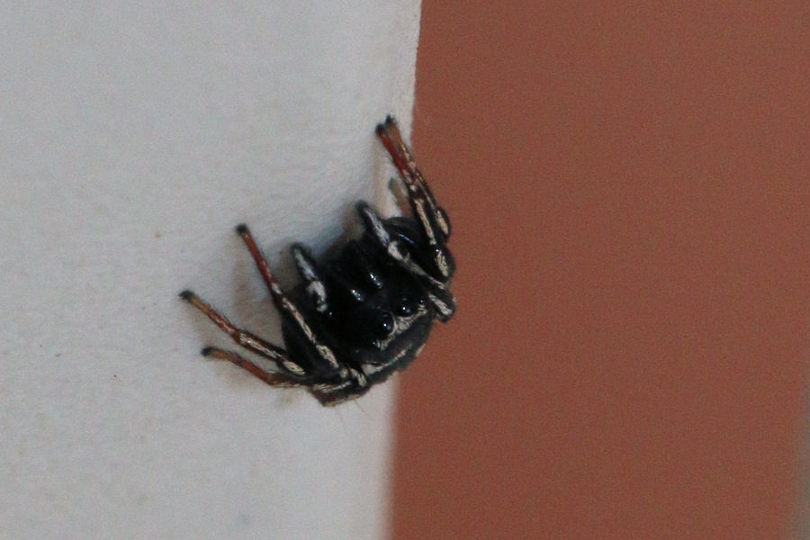 Salticidae: Heliophanus melinus, maschio - Castel Maggiore (BO)