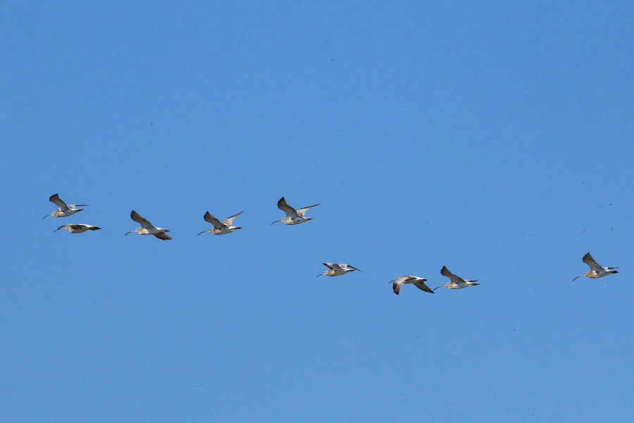 Volo di Chiurli maggiori