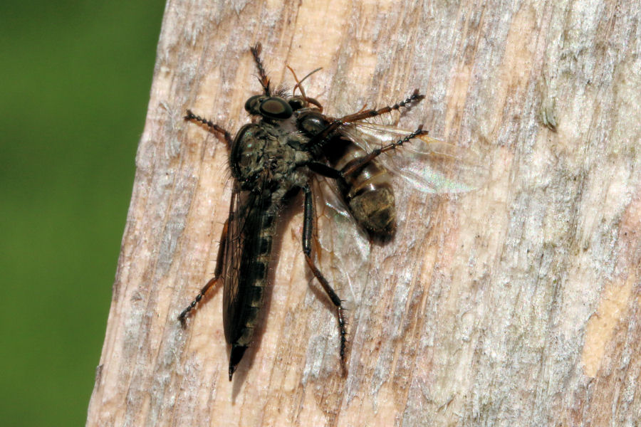 Asilidae con preda