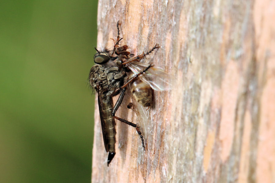 Asilidae con preda