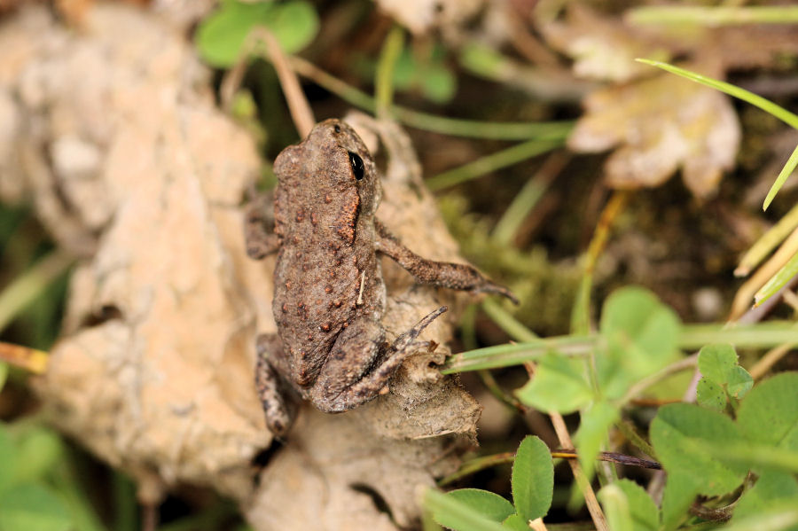 giovanotto da identificare (Bufo bufo?) s