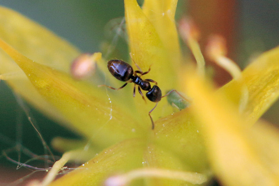 Formiche minuscole:   Plagiolepis sp.