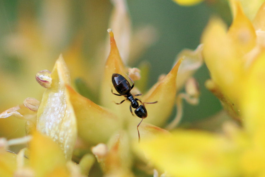 Formiche minuscole:   Plagiolepis sp.