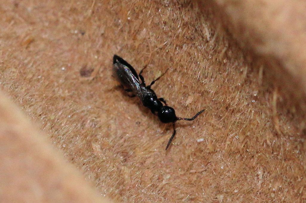 Bethylidae da id.