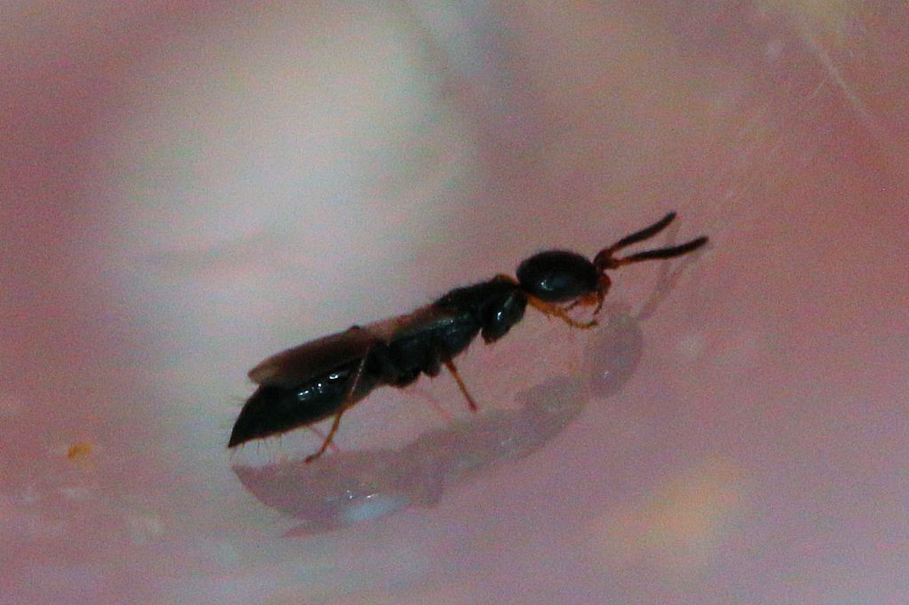 Bethylidae da id.