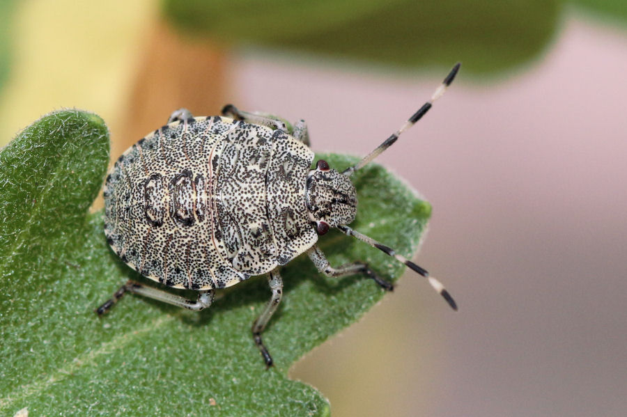 Rhaphigaster nebulosa, dalle uova al primo stadio di ninfa