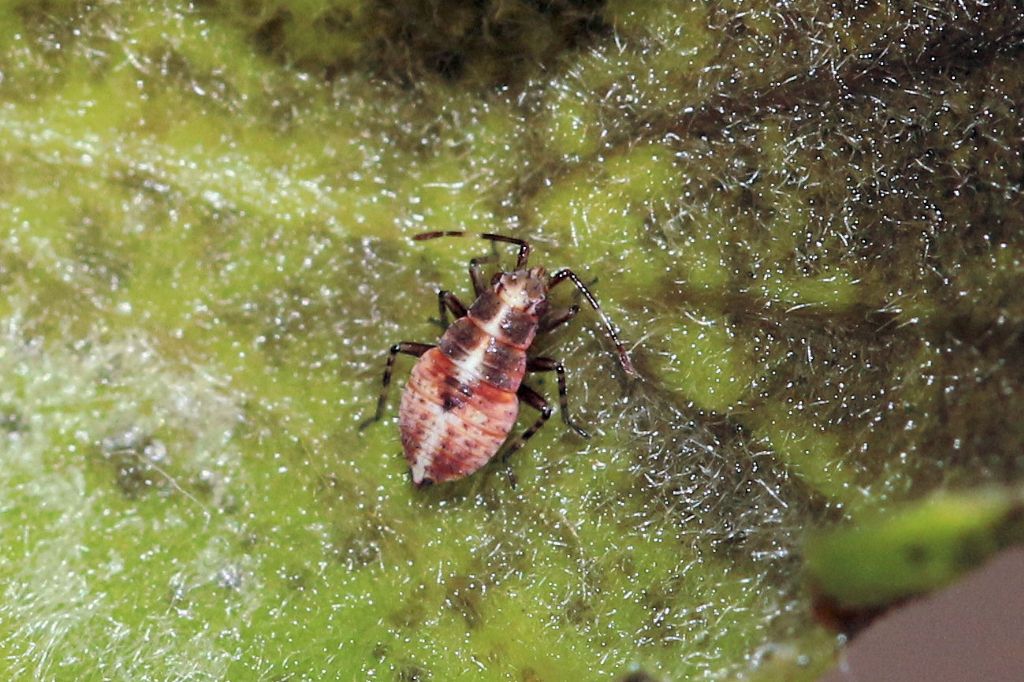 Miridae: Deraeocoris flavilinea dalla neanide all''adulto