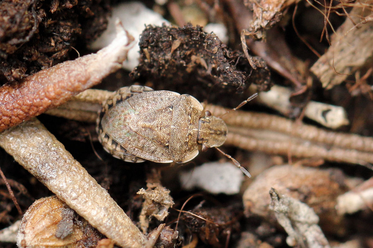 Sviluppo di Sciocoris sideritidis