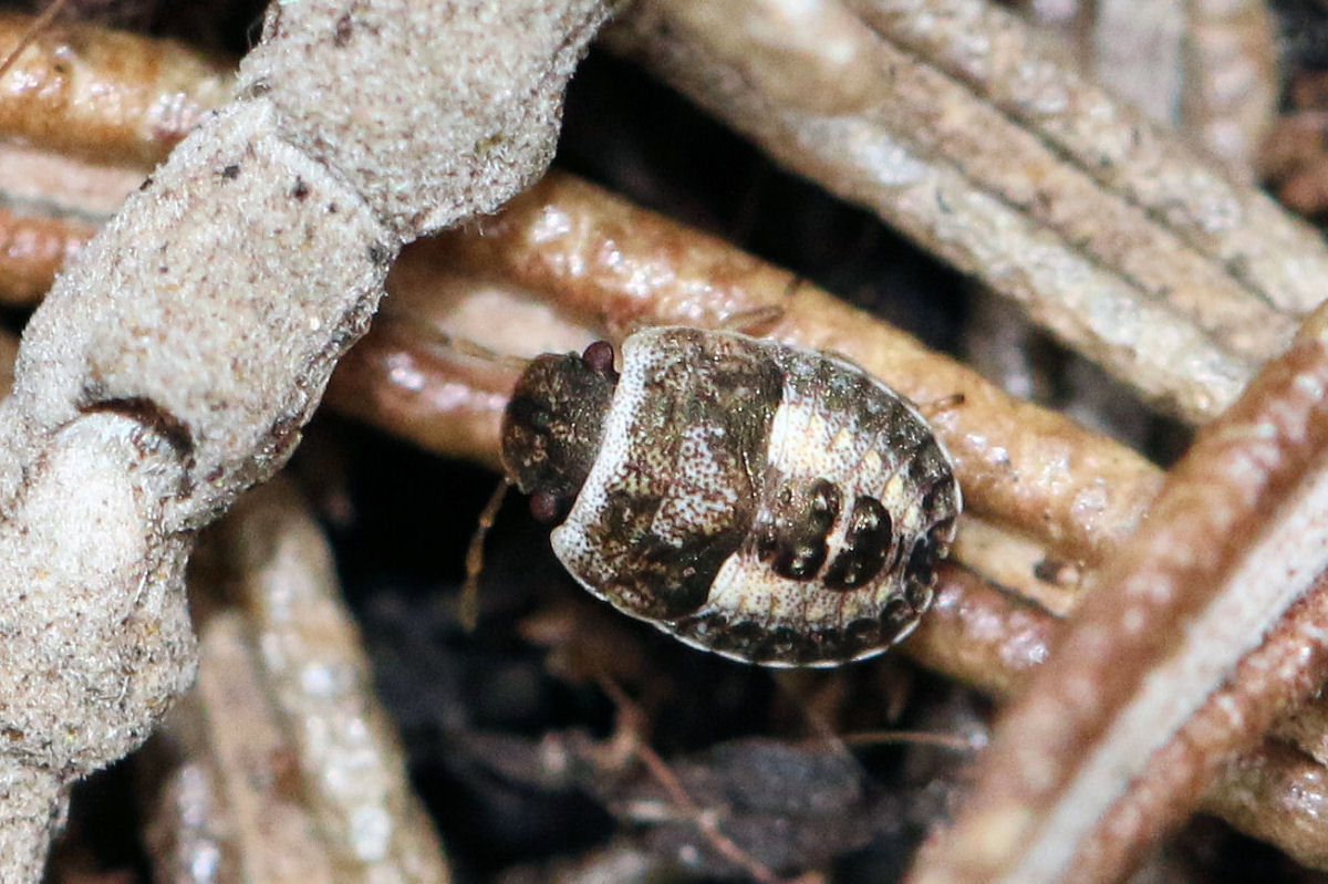 Sviluppo di Sciocoris sideritidis