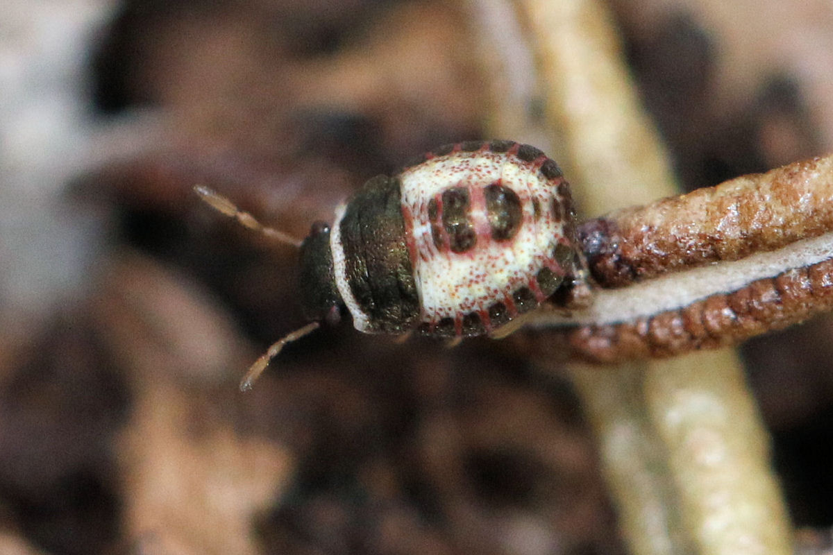 Sviluppo di Sciocoris sideritidis