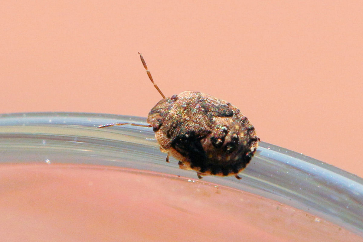 Sviluppo di Sciocoris sideritidis
