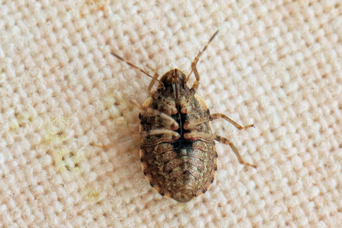 Sviluppo di Sciocoris sideritidis